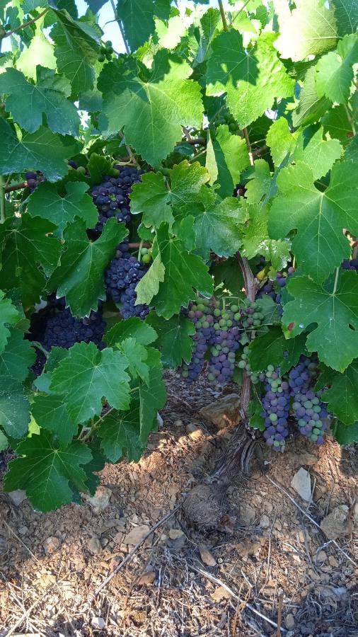 فيلا Casa Rural Camino Del Alentejo La Codosera المظهر الخارجي الصورة